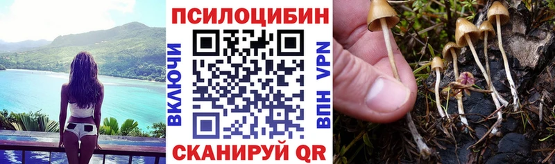 Псилоцибиновые грибы Psilocybe  кракен как войти  Черняховск 
